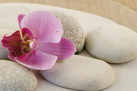 Orchidee auf Massagesteinen